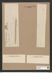 Thalassiothrix frauenfeldii Grun. (de-Toni-Nr.: Genus 67, Species 2669) Zeichnungen Sammlung Grunow Nr. 5443 (NHMW-BOT-W0373858)